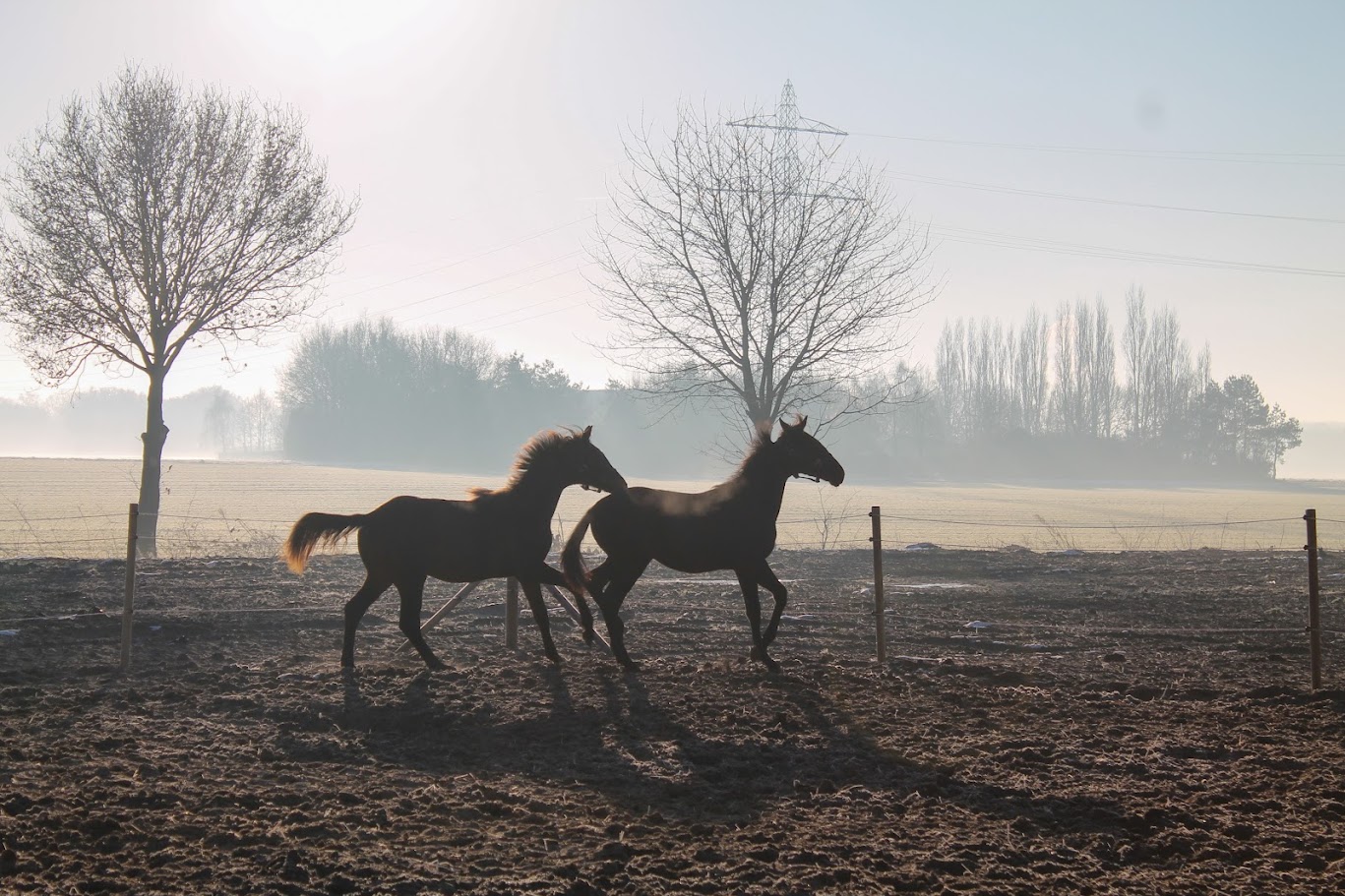 Larissa’s passie voor paarden